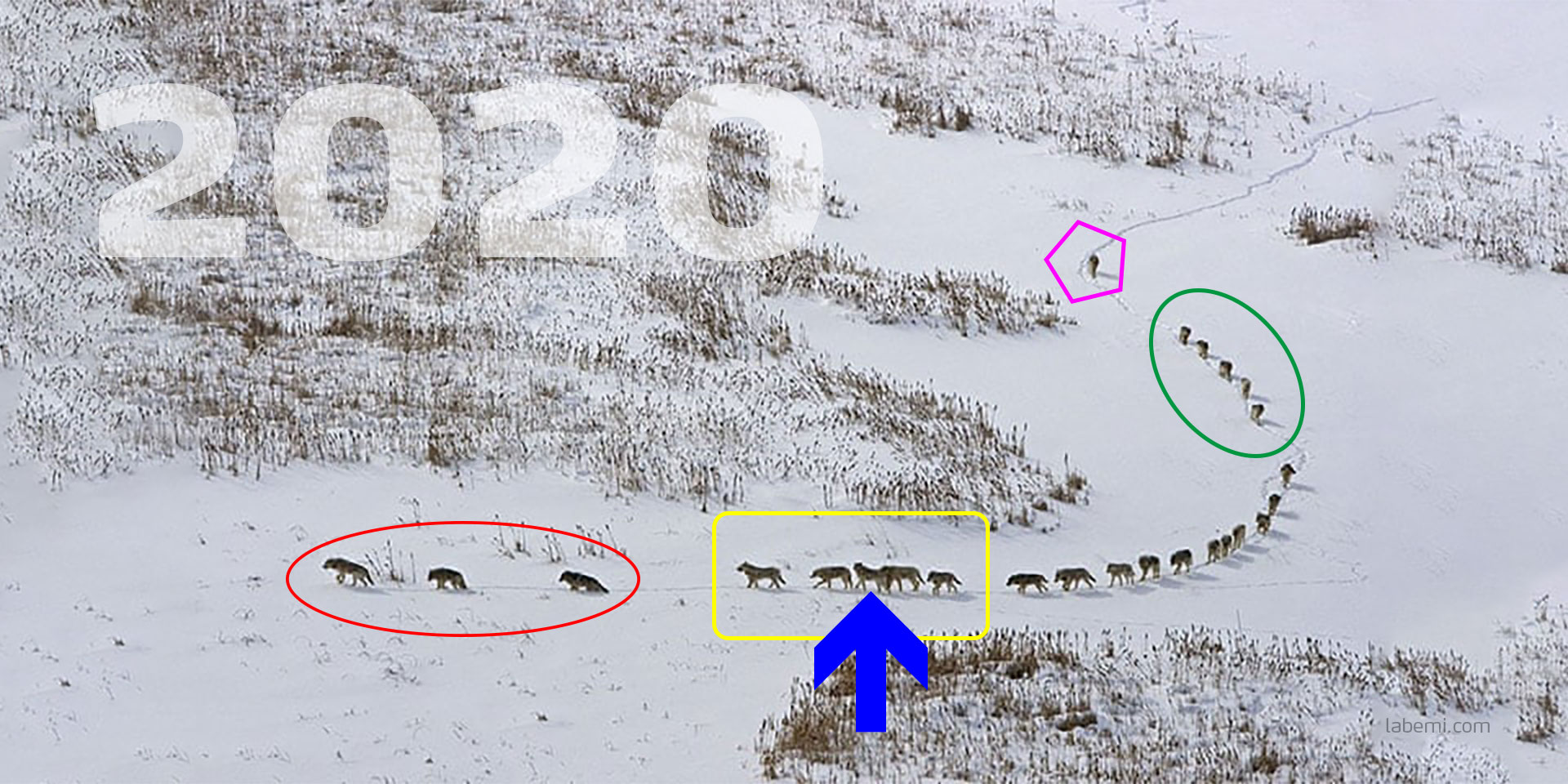 Wolfsrudel durchstreift Schneelandschaft